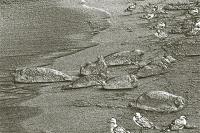 Seals and Gulls